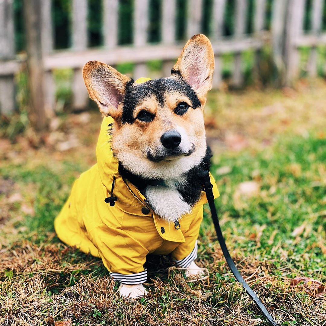 Outdoor Sport Coat - Jas Anjing Anti Air untuk Anjing