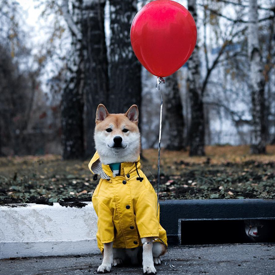 Jas Anjing Anti Air untuk Anji - Outdoor Sport Coat ulasan dan harga