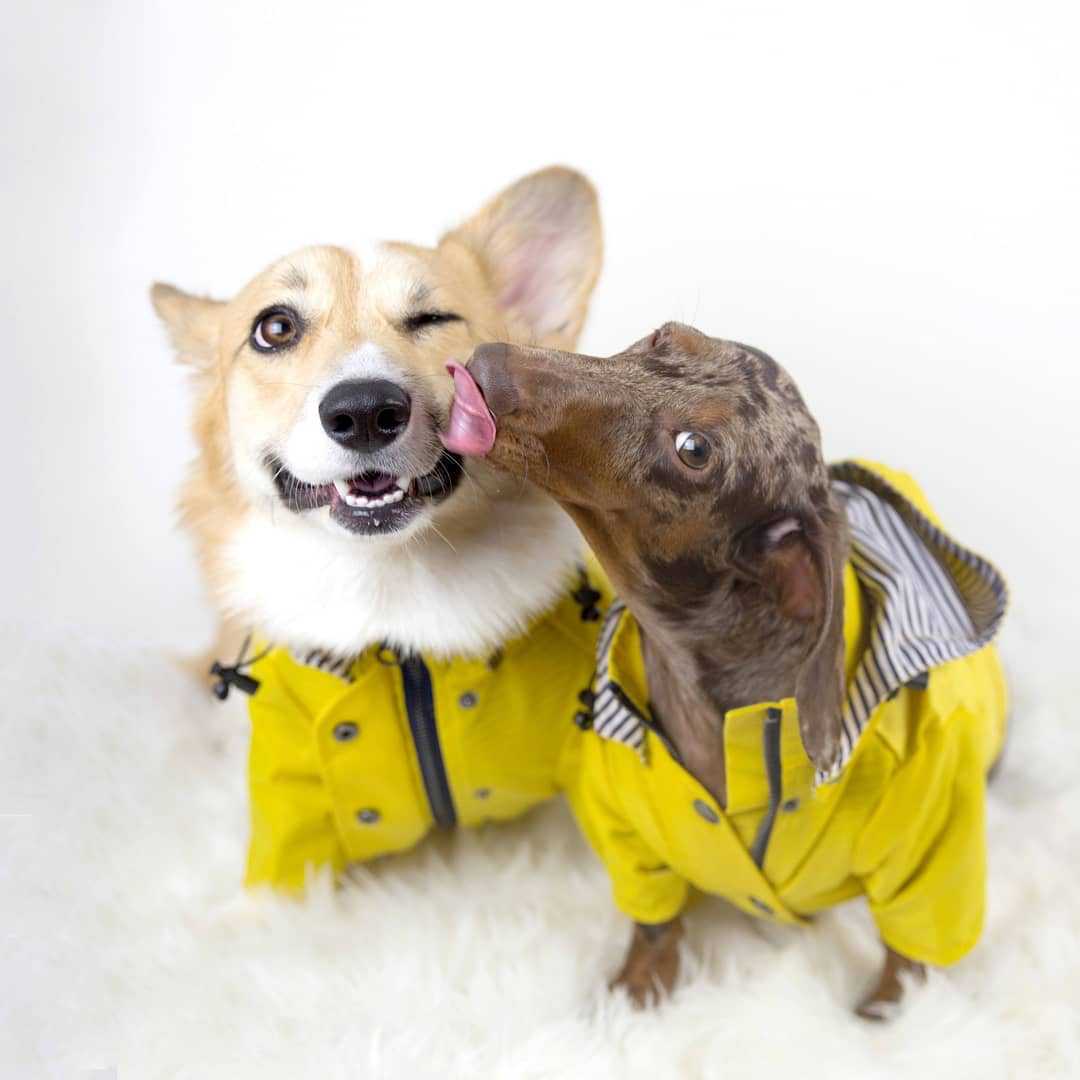 Jas Anjing Anti Air untuk Anji - Outdoor Sport Coat ulasan dan harga